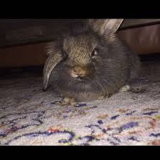 Ein runder teppich schafft ein wohnliches gefühl ohne ecken und kanten. Mein Kaninchen Pinkelt Nur Rum Tiere Haustiere Haushalt