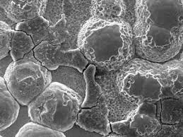 Image result for alloy edx micrograph