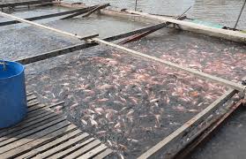 Usaha bisnis budidaya ikan nila merah memang sangat menguntungkan jika di lakukan dengan cara usaha yang benar,akan ternak ikan nila. 7 Langkah Untuk Memulakan Penternakan Ikan Talapia 2021 Ikan Air Tawar