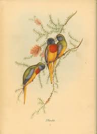 J Gould Splendid Grass Parakeet Bird Prints Parakeet Birds Painting