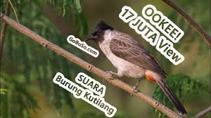 Home » burung lovebird » 4 perbedaan lovebird jantan dan betina. Woow Suara Burung Cucak Keling Di Alam Liar Aplonis Metallica By Gobuso