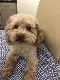 Amelia Draper Happy National Dog Day From Cora And I To All Of The Doggies And Pawents Out There Facebook