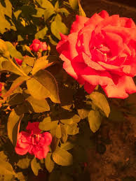 Begonias come in many different varieties but most have large double flowers that come in yellow, orange, red, white and pink. Aesthetic Flower Sk H Simple Novocom Top