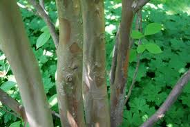 We did not find results for: Stewartia Koreana Kiefer Nursery Trees Shrubs Perennials