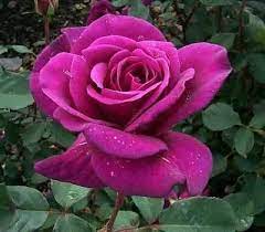 Sugar Plum Hybrid Tea Rose Yahoo Image Search Results Hybrid Tea Roses Care Hybrid Tea Roses Climbing Roses