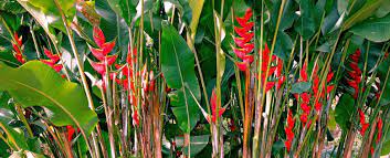 Heliconia is a town and municipality in antioquia department, colombia. Rainbow Heliconia Costa Rica Myblueheavenknits S Blog