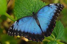 La Leyenda De La Mariposa Azul La Mente Es Maravillosa Mariposa Azul Leyendas Unas Azules