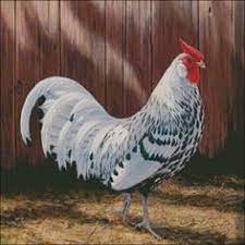 Sometime prior to 1785 penciled hamburgs made their way to england. 16 Silver Spangled Hamburg Ideas Chickens Spangle Chickens Backyard