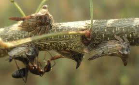 Image result for Oxyrhachis