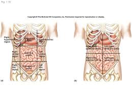 The symptoms of this infection can be quite severe. Anatomy Lower Left Abdomen