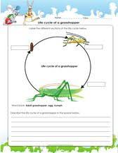 Life Cycle Of A Grasshopper Worksheet For 4th Grade Pdf Fourth Grade Science 4th Grade Science Science Worksheets