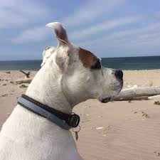 Happy National Dog Day Our Girl Mai Mai Keeps Watch In Montauk Happy National Dog Day Dogs Dog Days