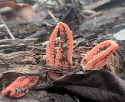 Image result for Pseudocolus schellenbergiae