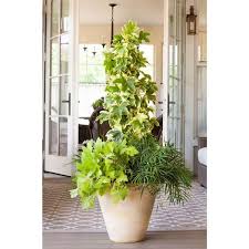 Image result for Fadogia variifolia