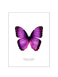 Introduction of main products such as rubbers and blades, sponsored players and corporate information. Artistic Illustration Butterfly 2 Ukposters Co Uk