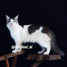 Maine Coon Jantan 9 Bulan Adopsi Kucing Ras Indonesia Facebook