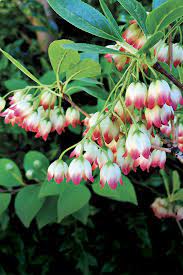 Looking for shade loving shrubs to plant under trees? 9 Great Shrubs For Shade Finegardening
