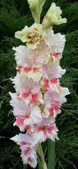 Gladiolus 341 Sweet Kiss Pretty Flowers Gladiolus Gladiolus Flower