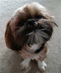 They bring so much love to others and, just like toto, will be there to love and protect you for many. Shih Tzu Behavior Puppies And Adult Dogs