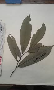 Image result for Annickia