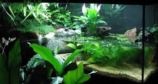 Paludarium Gallery Part 3 Paludariums Net Habitats Planted Aquarium Pets