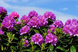 7 Types Of Azaleas And Rhododendrons To Consider For Your Landscape Winter Garden Plants Rhododendron