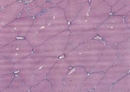 Examining animal cells under the microscope. 1 649 Microscope Animal Cell Photos Free Royalty Free Stock Photos From Dreamstime