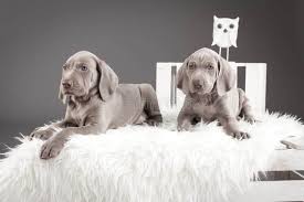 Look at pictures of weimaraner puppies who need a home. Are Weimaraner Puppies Easy To Train Tips And Tricks