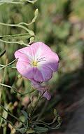 Image result for Convolvulus ocellatus