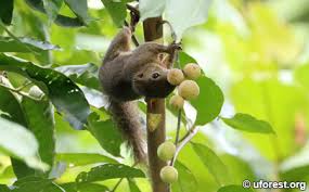 Image result for Polystachya troupiniana