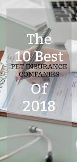 Pet Insurance Providers Which One Is Best For Your Dog