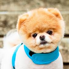 Amazon Com Cute Dog Wallpapers Appstore For Android