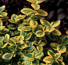 Image result for Euonymus fortunei