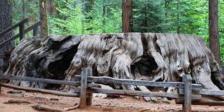 Visit Calaveras Big Trees State Park Calaveras big trees state park, off of highway 4, may be the lesser known sibling, but it is home to trees of equal grandeur. visit calaveras big trees state park