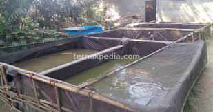 Perbandingan Antara Jumlah Ikan Lele Dengan Luas Kolam Ternakpedia
