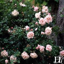 New Dawn Blooming Plants Climbing Roses Heirloom Roses