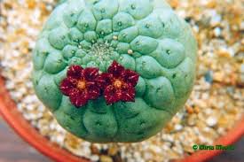 Image result for Kanahia