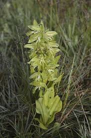 Image result for Habenaria tentaculigera