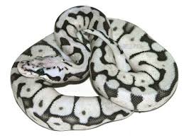 Axanthic Black And White Ball Python Pin On Snakes