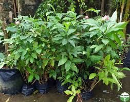 Image result for Costus phyllocephalus