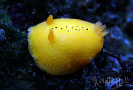 Cooper's aldisa, Aldisa Cooperi