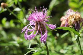4 096 Knapweed Photos Free Royalty Free Stock Photos From Dreamstime