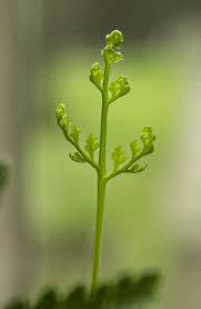 Image result for Emilia tessmannii