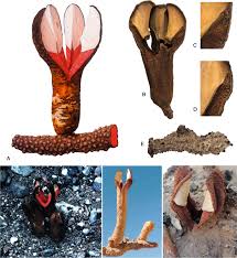 Image result for Hydnoraceae