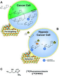 Kutatási területe a vállalatgazdaságtan, a versenyképesség és a logisztika. Detecting Hypoxia In Vitro Using 18 F Pretargeted Iedda Click Chemistry In Live Cells Rsc Advances Rsc Publishing Doi 10 1039 D1ra02482e