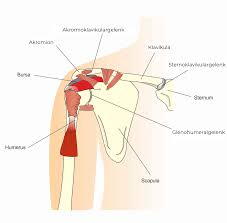 Schulter Impingement Durch Sonnengruss Im Yoga Tint Yoga