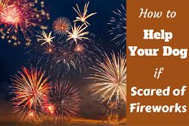 What Can I Give My Pet For Fireworks Anxiety Scared Dog Fireworks Tips 2019