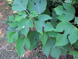 Image result for Broussonetia papyrifera