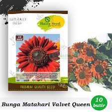 Bunga matahari velvet queen memiliki bentuk dan warna yang sangat cantik sehingga banyak menarik perhatian banyak orang. Benih Bibit Bunga Matahari Merah Valvet Queen Haira Seed Shopee Indonesia