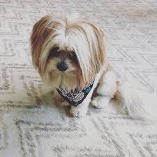 Black And White Papillon Shih Tzu Mix Papastzu Shih Tzu X Papillon Shih Tzu Dog Mixes Girl Dog Names